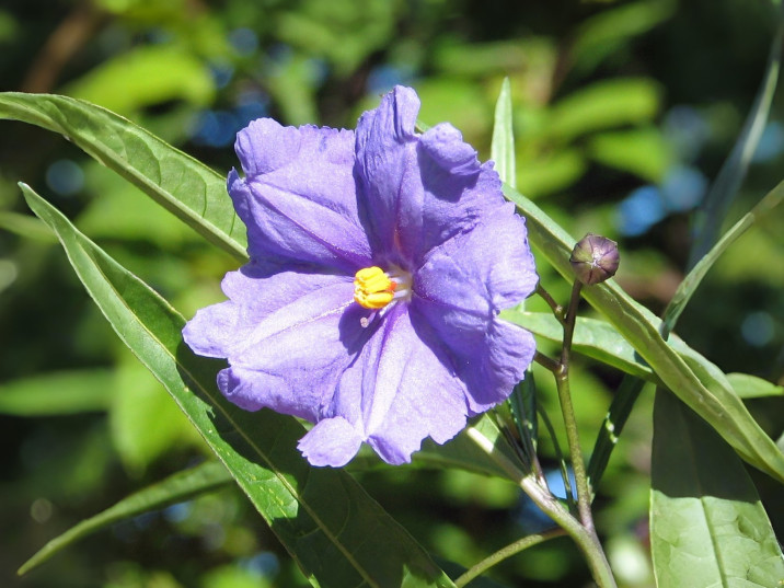 Solanum aviculare