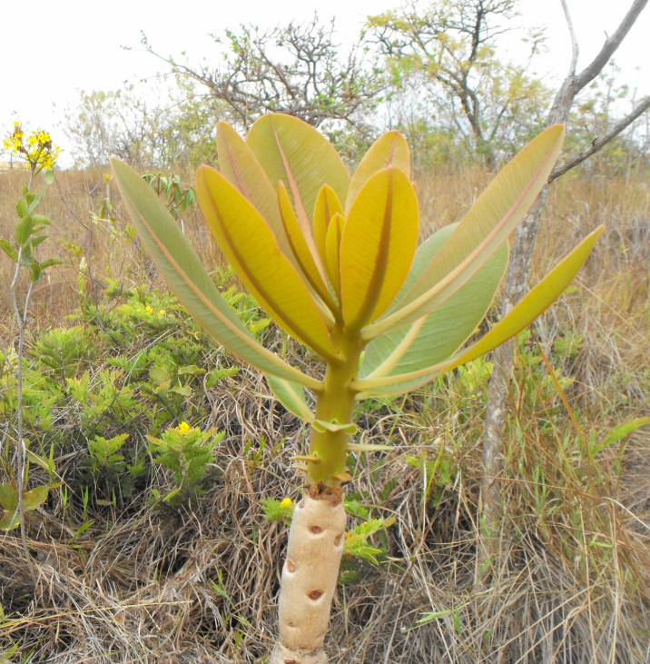 Kielmeyera coriacea