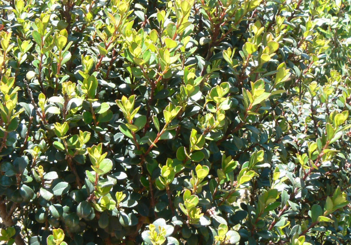 Myrsine villosissima