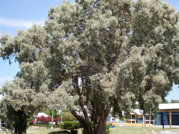 Melaleuca dealbata