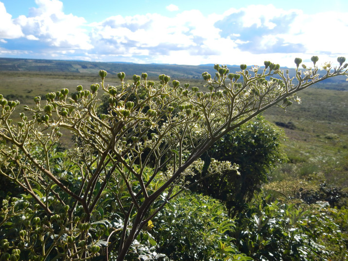 Dictyoloma vandellianum