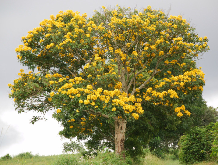 Markhamia lutea