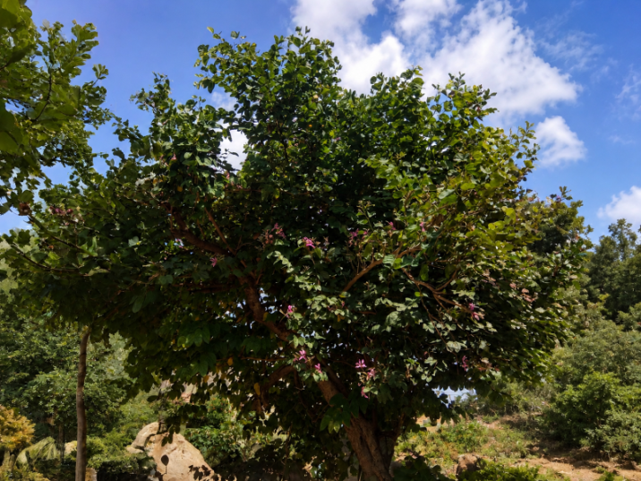 Bauhinia purpurea