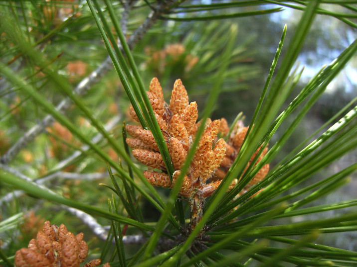 Pinus halepensis