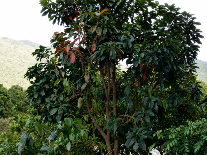 Barringtonia calyptrata