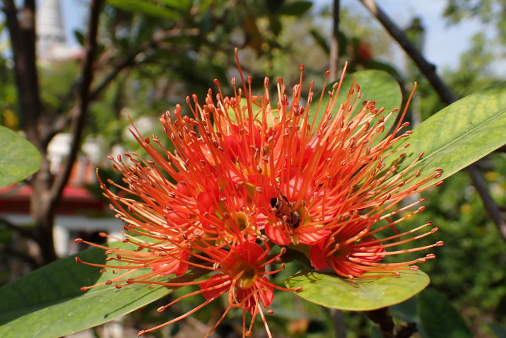 Xanthostemon chrysanthus