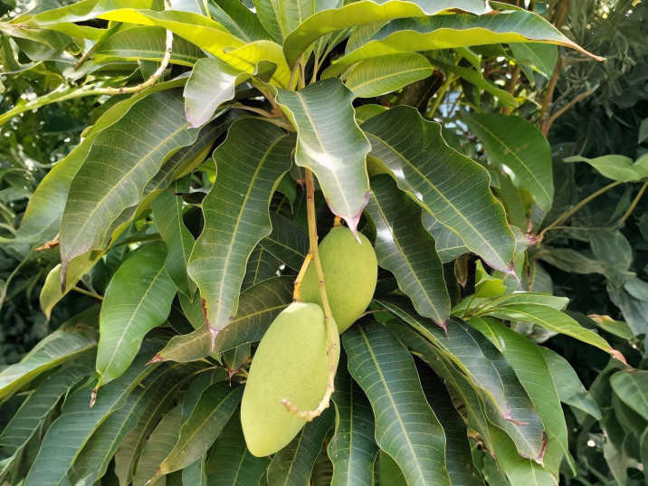 Mangifera indica
