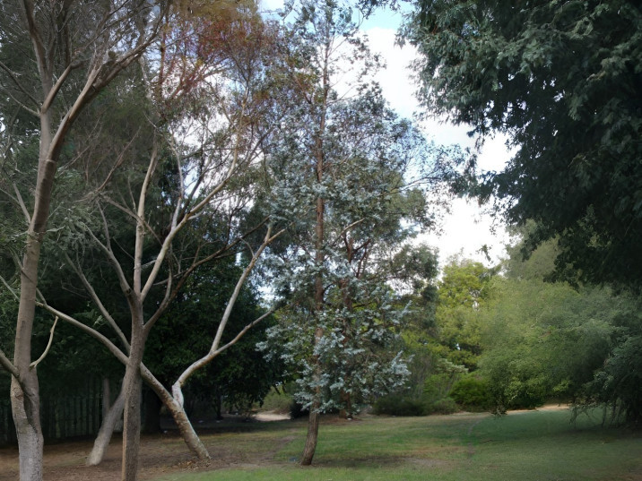 Eucalyptus cinerea