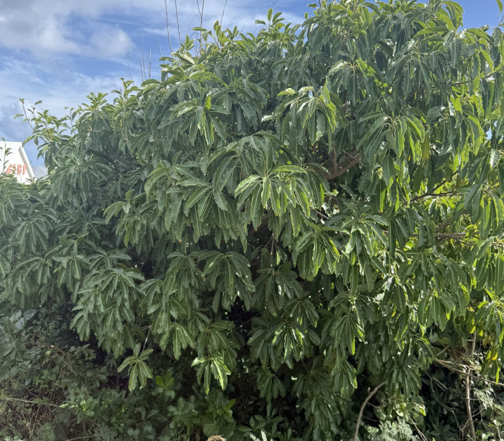 Schefflera actinophylla