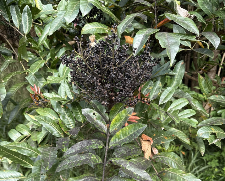Rhus taitensis