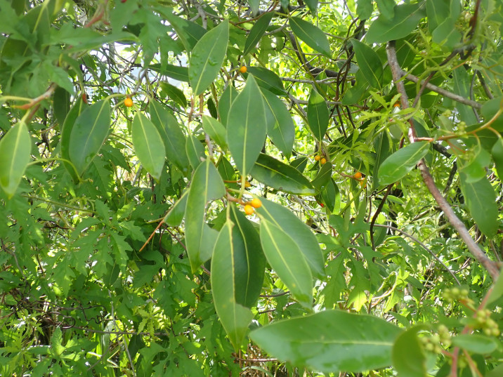 Ficus obliqua