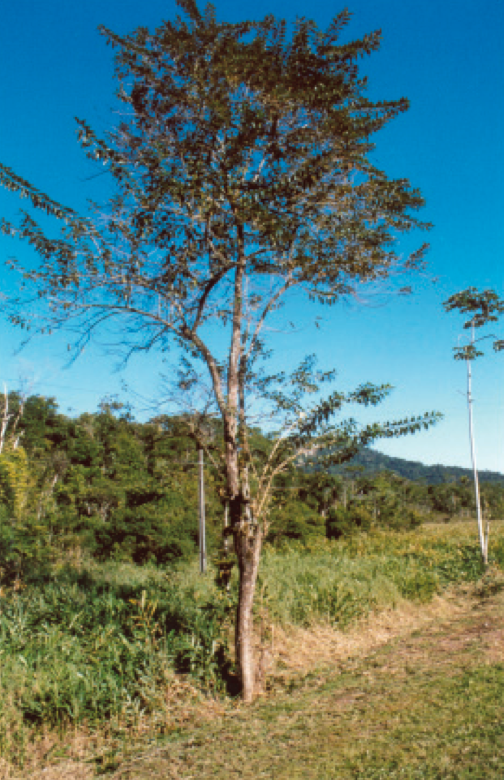 Citharexylum myrianthum