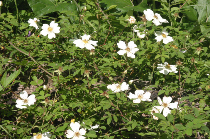 Rosa arvensis