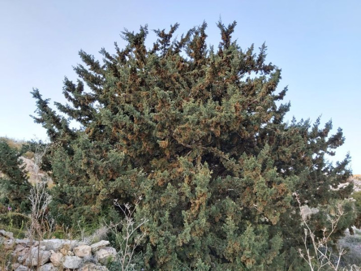 Cupressus sempervirens