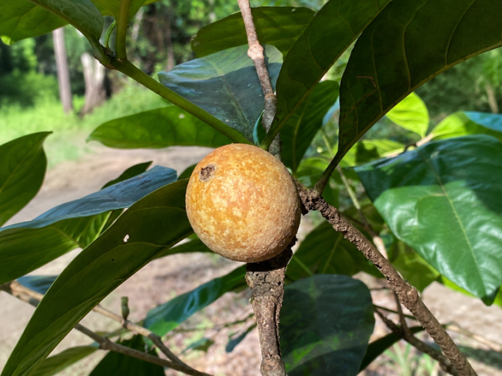 Atractocarpus sessilis