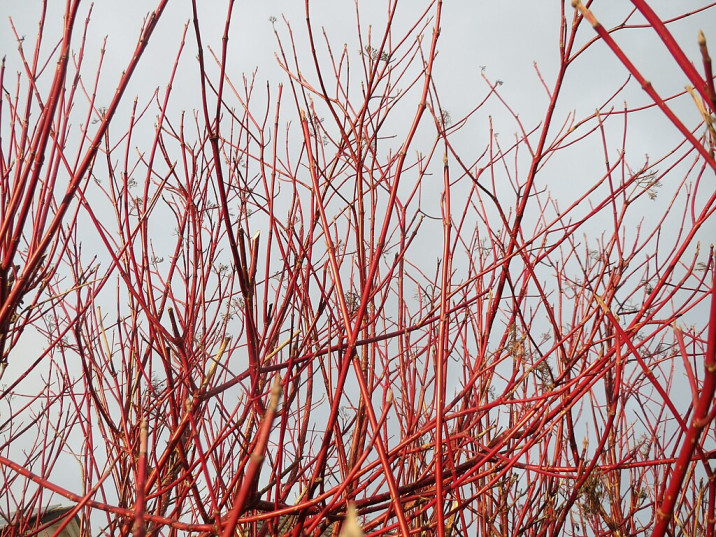 Cornus alba
