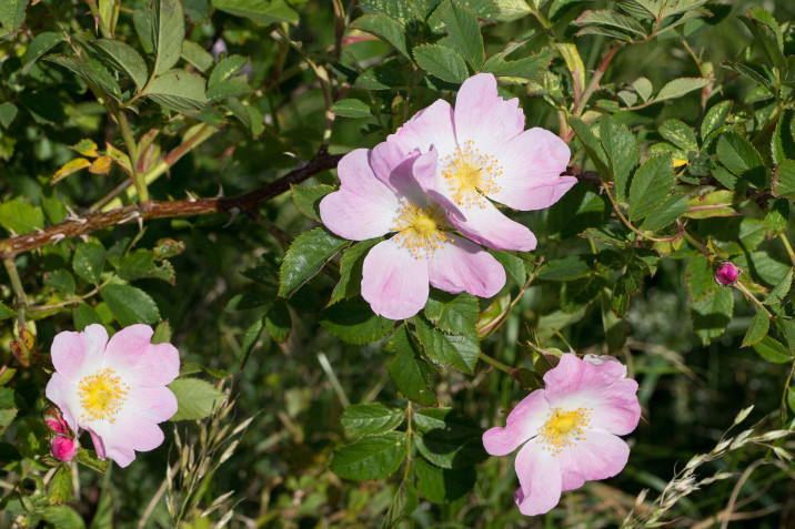 Rosa canina