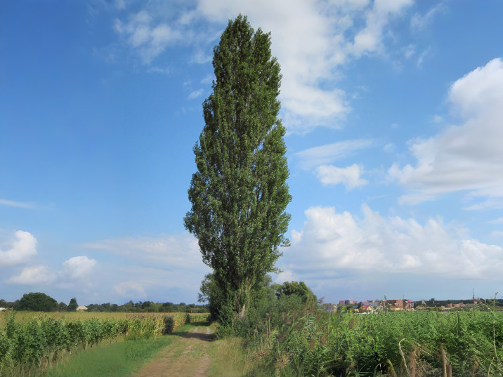 Populus nigra