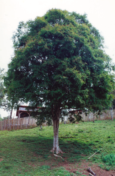 Eugenia uniflora