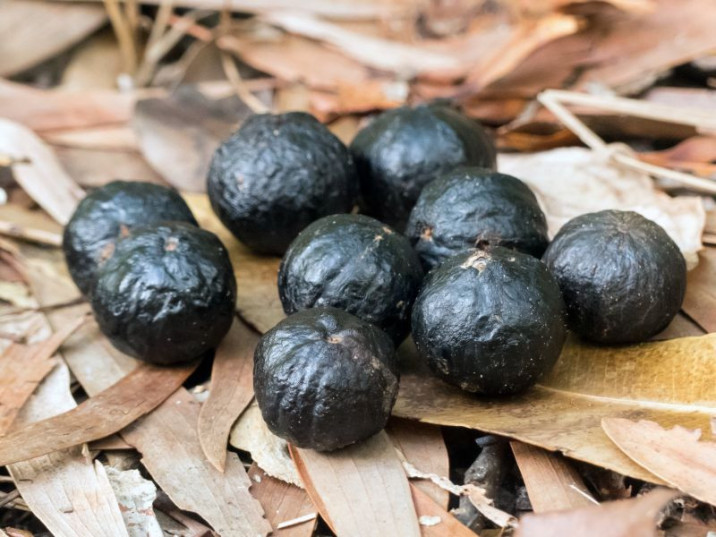 Cryptocarya hypospodia
