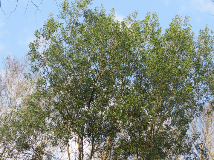 Helietta appiculata