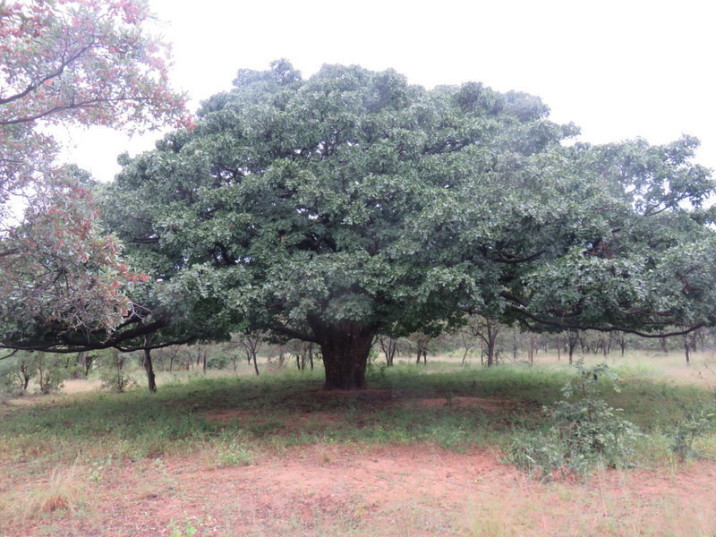 Afzelia quanzensis
