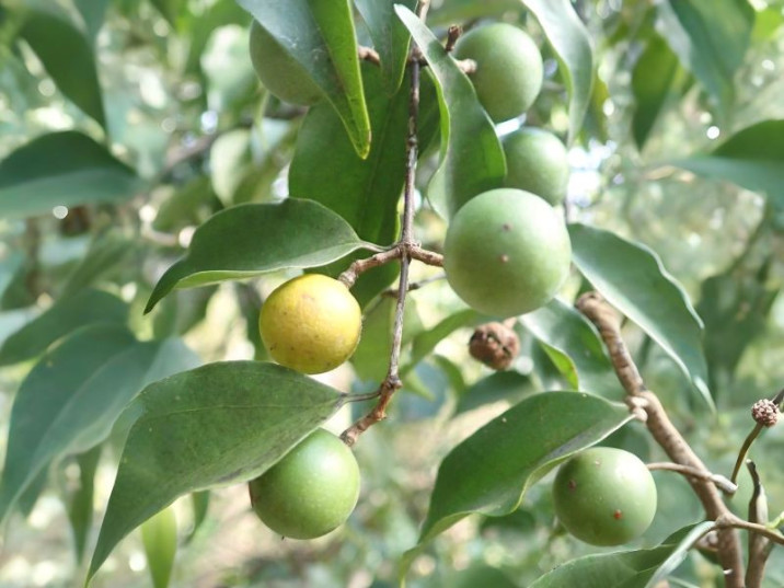 Strychnos usambarensis