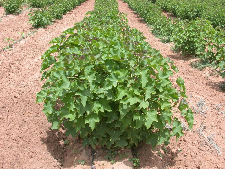 Jatropha curcas