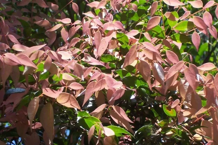 Syzygium luehmannii