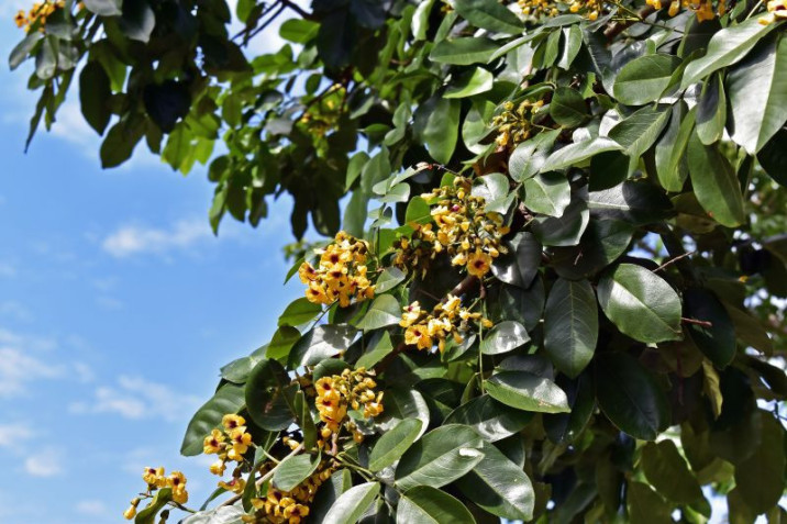 Pterocarpus violaceus