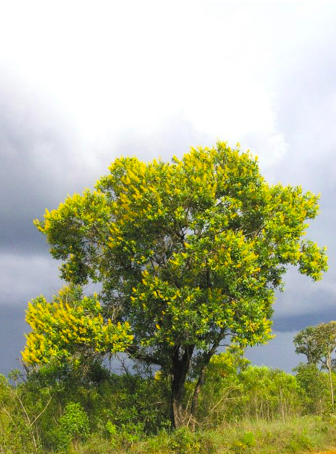 Vochysia tucanorum