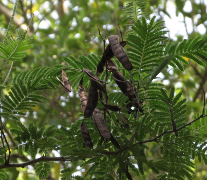 Acacia polyacantha