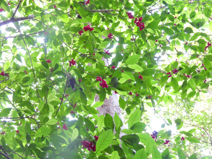 Antirhea tenuiflora
