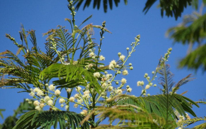 Anadenanthera macrocarpa