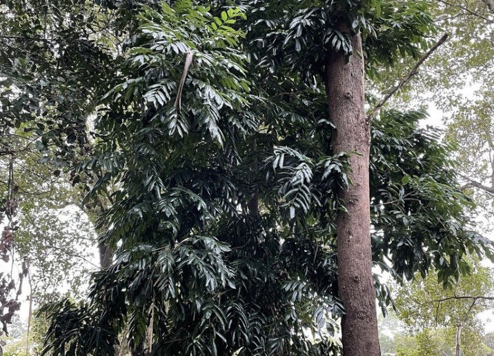 Castanospermum australe
