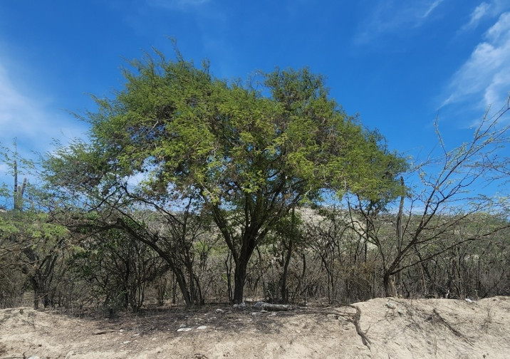 Caesalpinia coriaria
