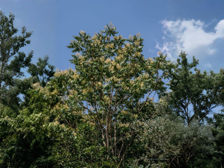 Flindersia schottiana