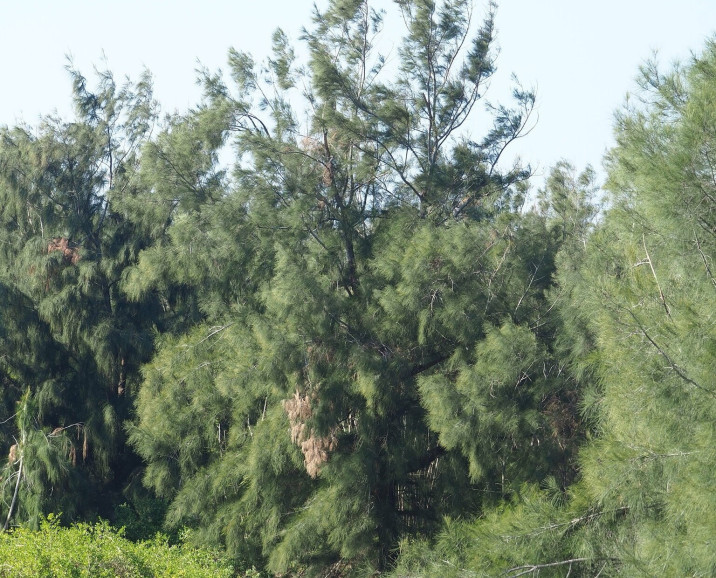 Casuarina equisetifolia