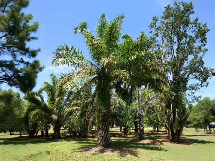 Elaeis guineensis