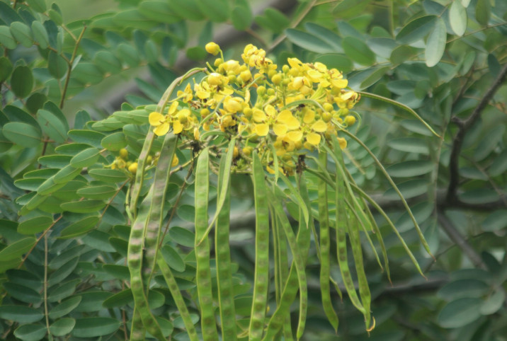 Senna siamea