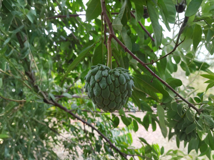 Annona mucosa