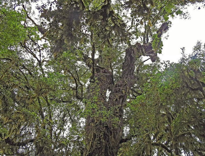 Cedrela angustifolia