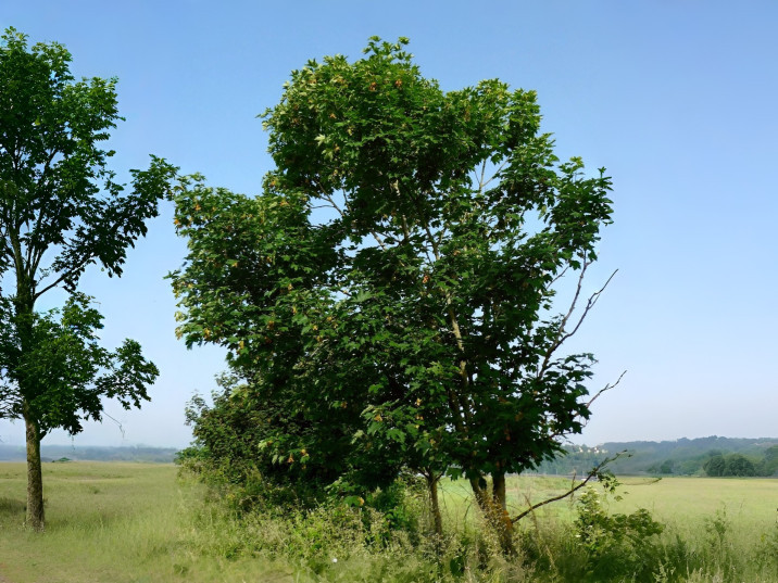 Acer pseudoplatanus