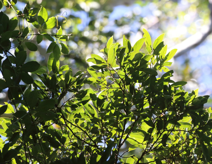 Cryptocarya triplinervis