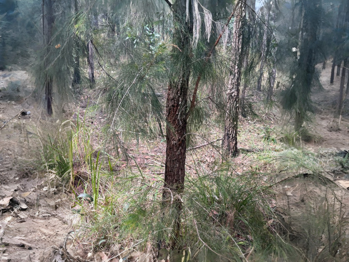 Allocasuarina torulosa
