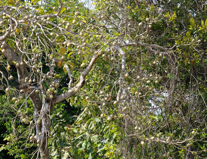 Genipa americana