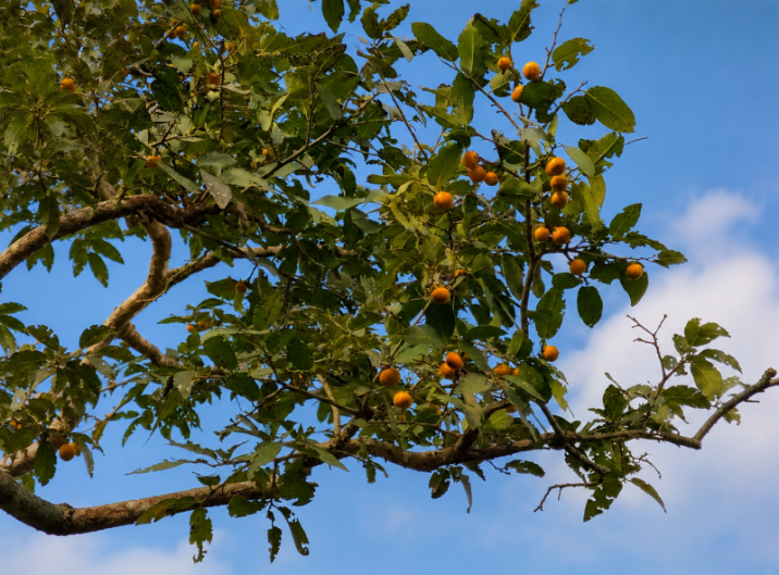 Diospyros montana