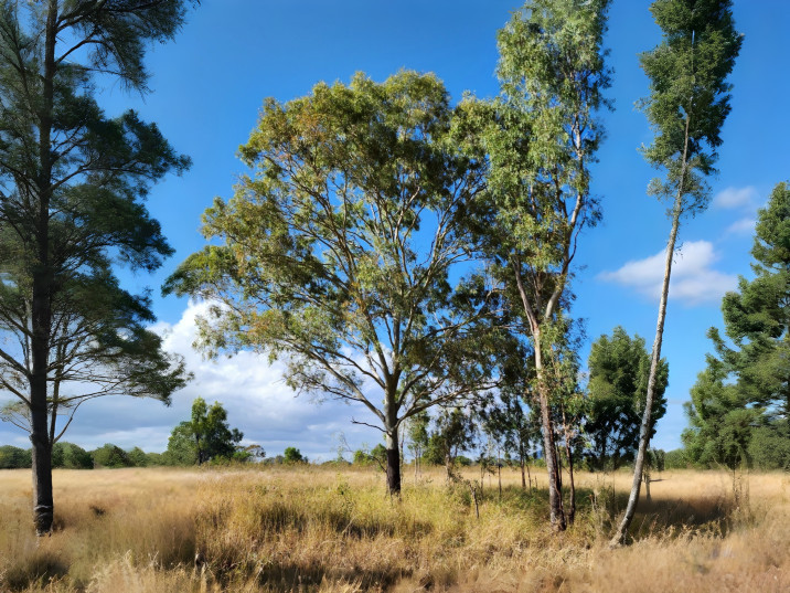 Eucalyptus tessellaris