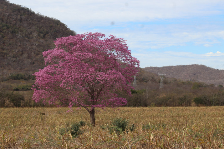 Handroanthus impetiginosus