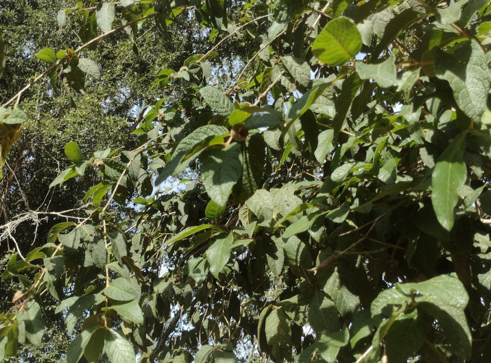 Campomanesia guazumifolia